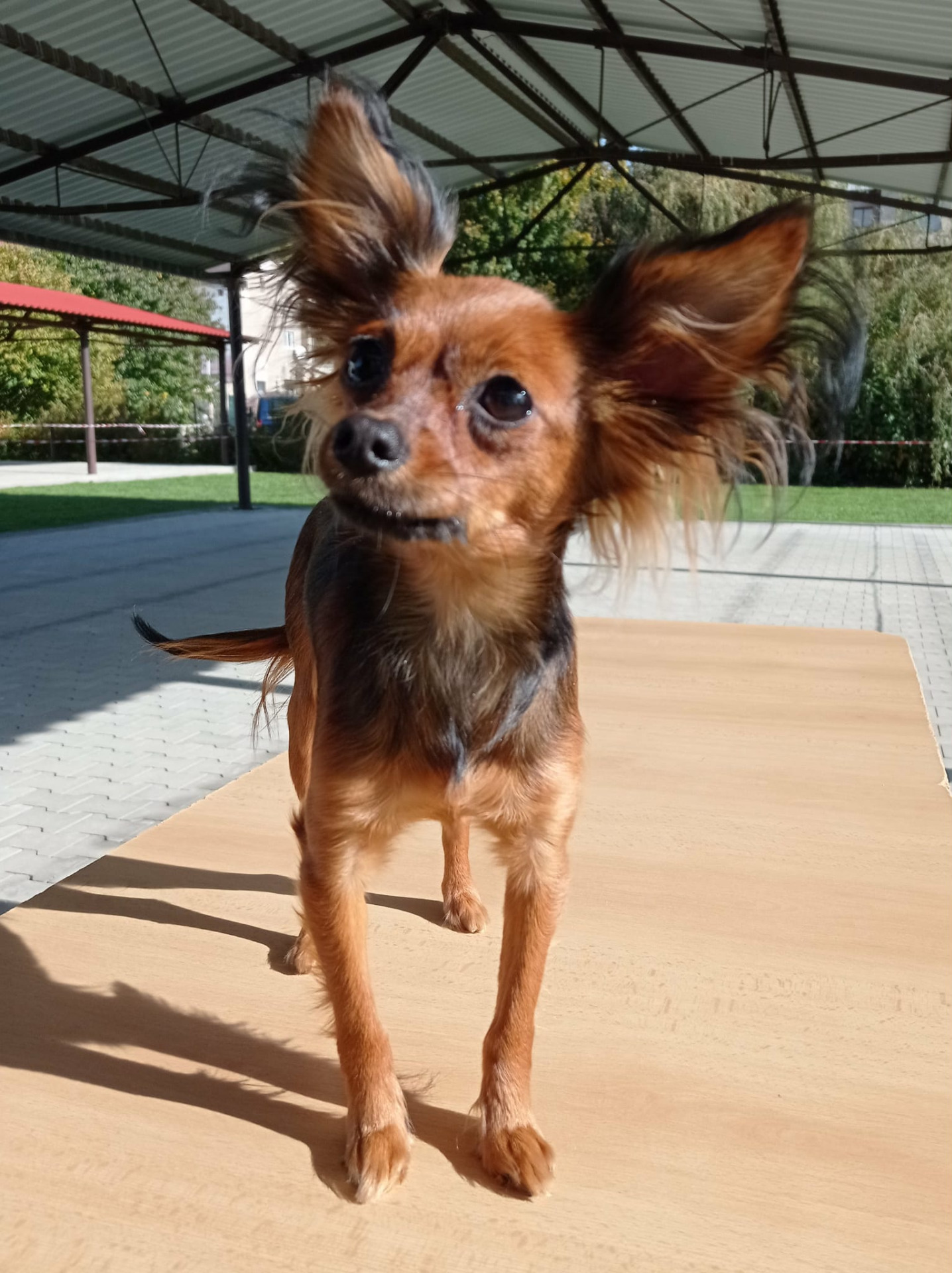 Ariana Jezerní růže 2024