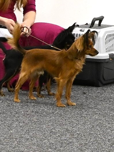       Brock Zlatý úsvit,         2024