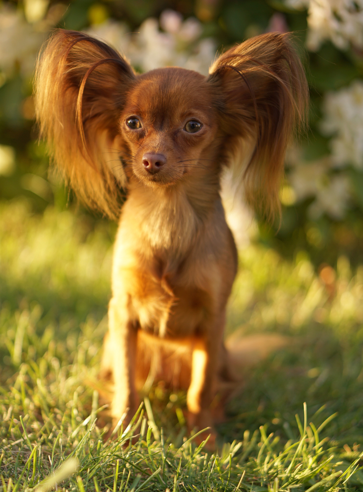 Doddie ze Zlaté Jalny, 2018