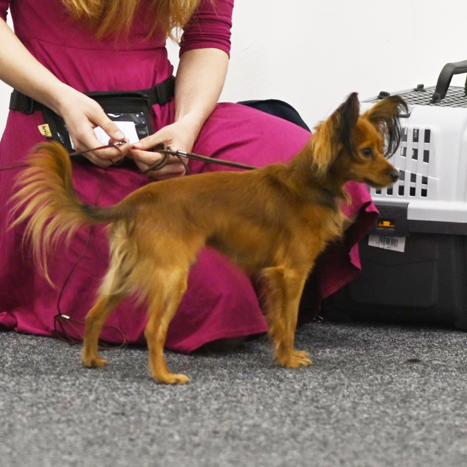 Brock Zlatý úsvit, chovnost od r. 2025