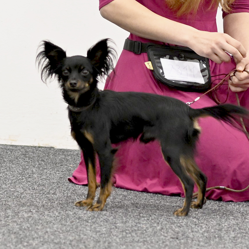 Buster Duineri, chovnost od r. 2025